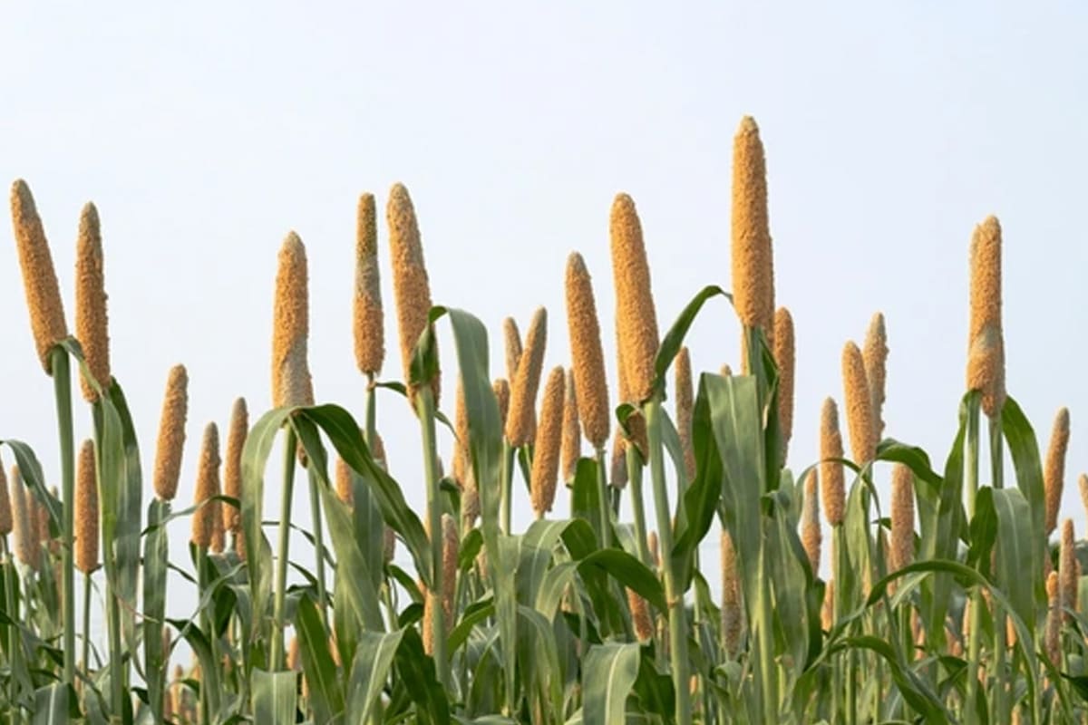 Bajra Seeds