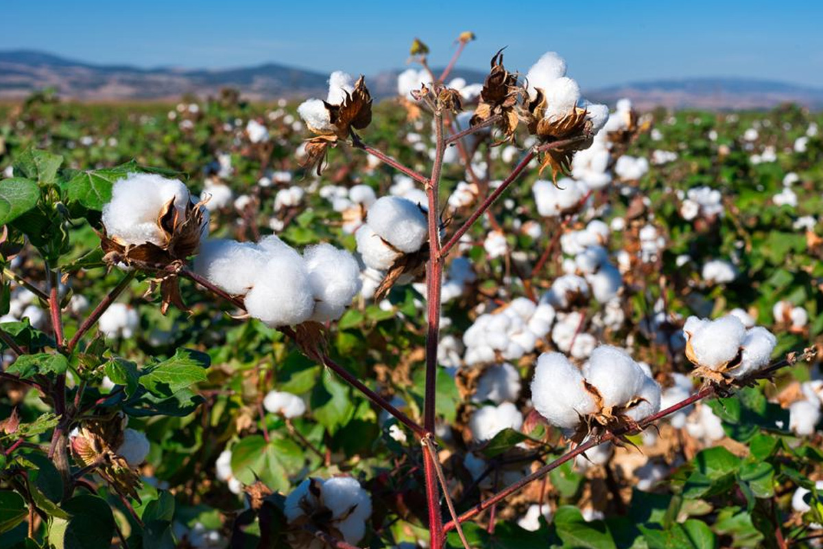 Cotton plant with open bolls in the field