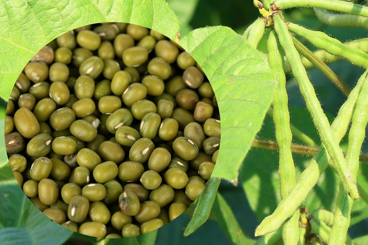 Green Gram Seeds