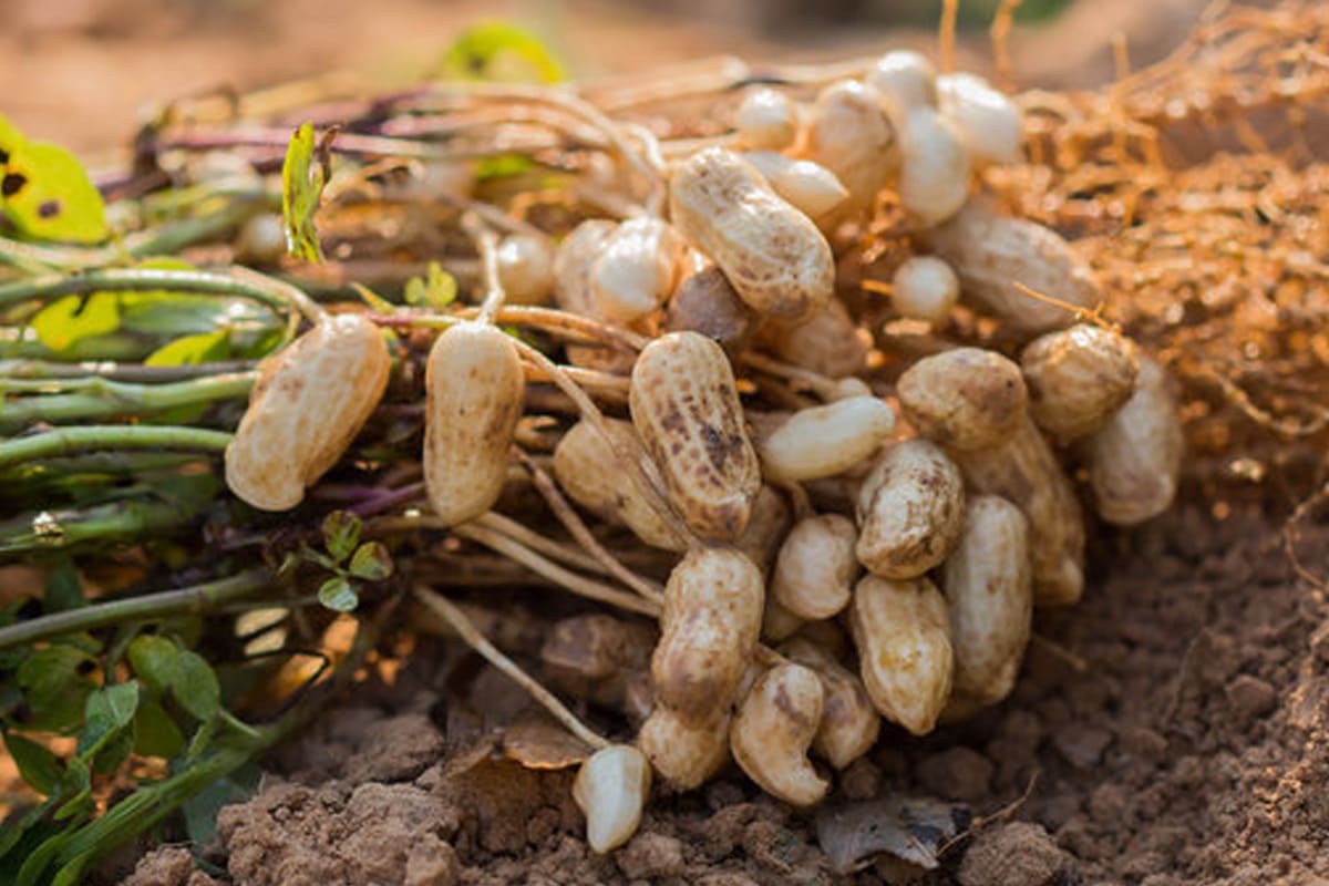 Groundnut lifted from tilled soil in the field