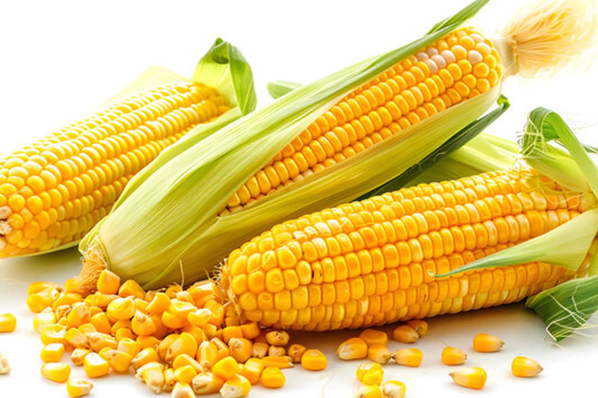 Maize Seeds