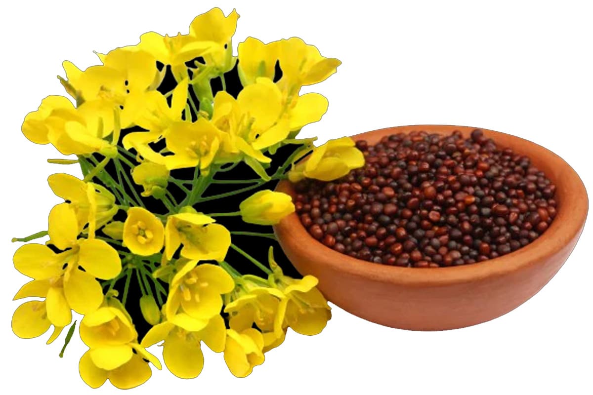 Mustard flowers and harvested seed from the Kirtiman crop portfolio