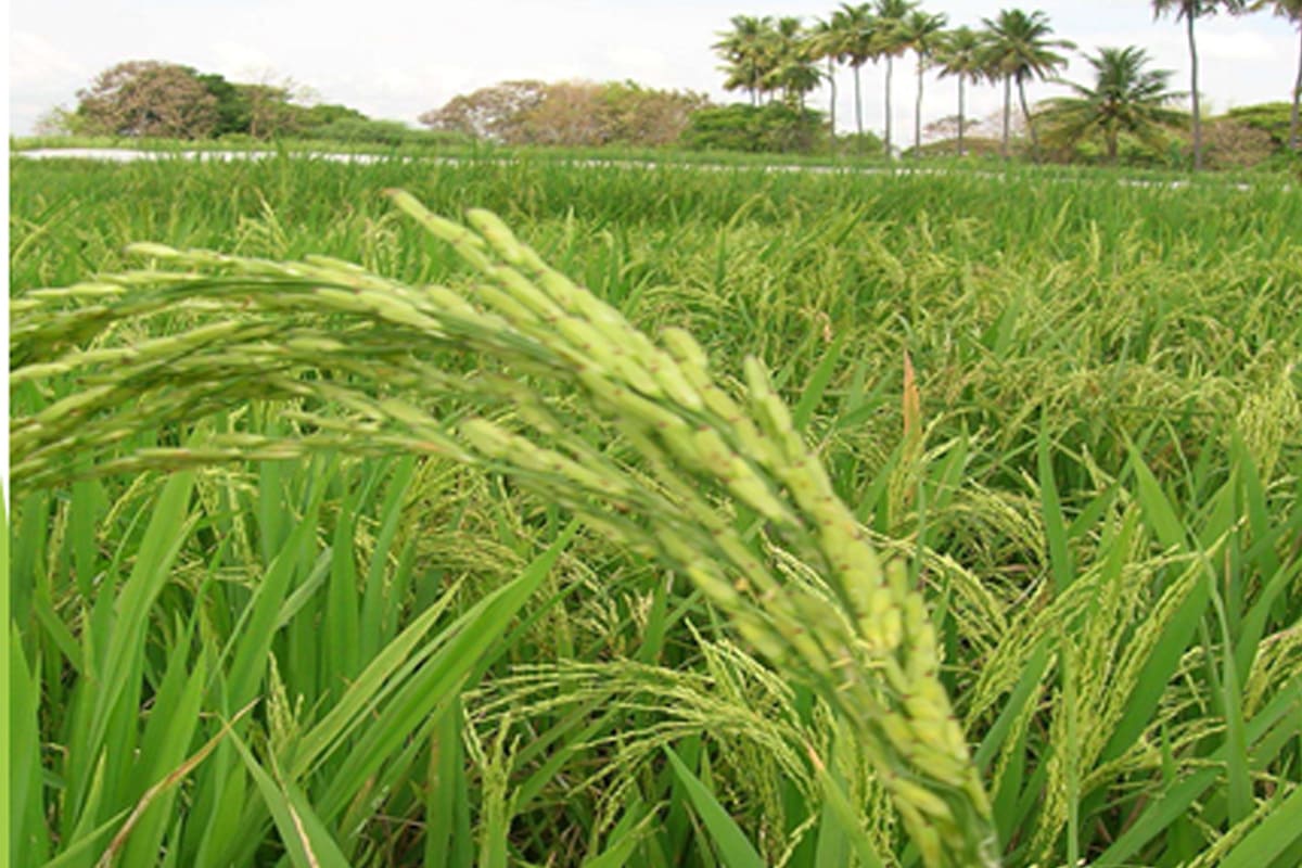 Paddy grain on the panicle — the crop as genetic expression