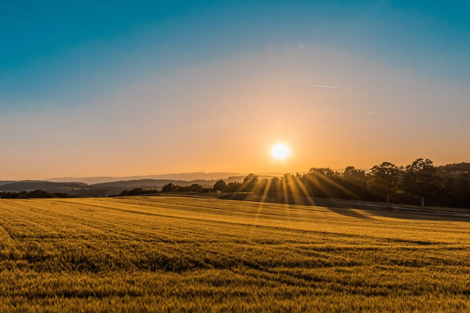 Golden crop field at sunrise
